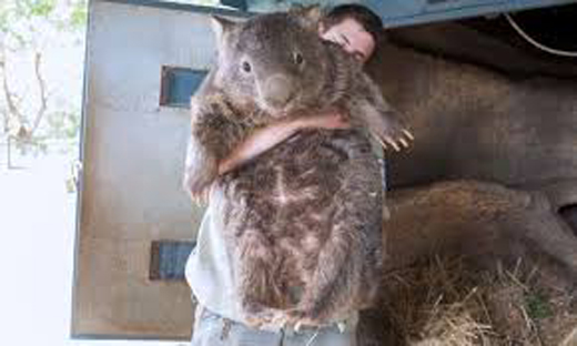 World oldest wombat